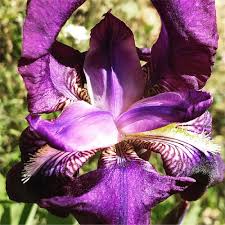 Lila Irislökar - 5st Trädgårdslökar för Vacker Blomning