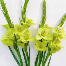 10 Gröna Gladiolalökar för Fjärilsdrömmen