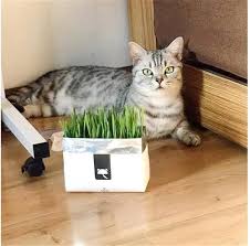 Kattgräsfrön 400st – Skapa din drömträdgård