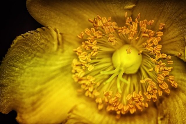 blomma gul
